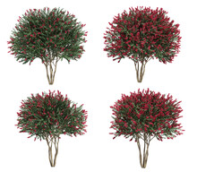 3d Rendering Of Crepe Myrtle Tree Isolated
