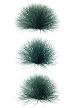 3d Rendering Of Blue Festuca Grass Isolated