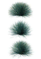 Wall Mural - 3d rendering of Blue Festuca Grass isolated