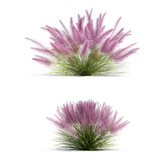 Wall Mural - 3d rendering of muhly grass isolated