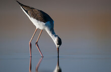 Black-winged Stilt (Himantopus Himantopus) Is Usually Feeds In Freshwater Areas, Lake Edges, Seaside And River Beds. It Is Also Broadcast In Australia, New Zealand, Asia, Europe, America And Africa.