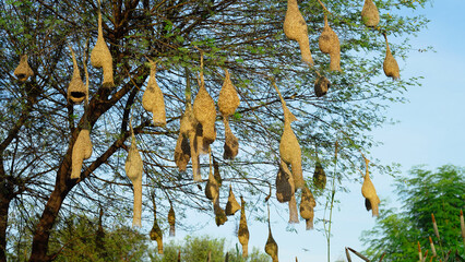 Sunny day, Hanging birds many nest in a acacia tree branch. Landscape view of group of baya weaver bird nests hanging on the acacia tree.