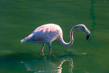 Wall Mural - Pink flamingo walks on water on a sunny day, natural photo