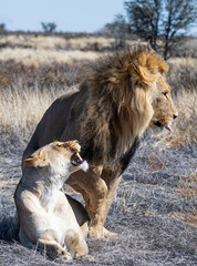 Wall Mural - Mating Lions