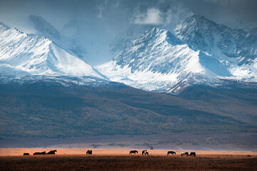 Wall Mural - Horses grazing in the mountains at sunset. Altai mountains, Russia.