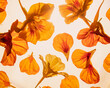 Leinwanddruck Bild - Orange majus flowers falling on white background