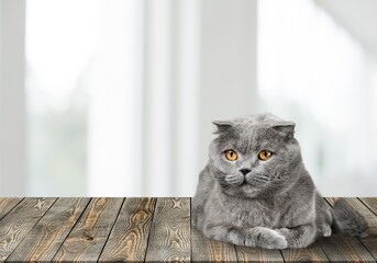 Poster - A cute cat is lying on the sofa. The cat misses its owner. Emotional state of the cat.