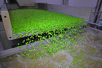 Wall Mural - Peas on a conveyor in food processing plant. Close up of transport peas grain on a conveyor for washing and sorting in food factory