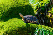 The Turtle Lies On The Green Grass Against The Background Of Flying Splashes Of Water