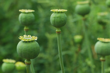 Green Poppy Heads Growing In Field, Closeup