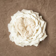 © Alena Yakusheva - big white flower as digital backdrop or background for newborn baby photography, newborn photo setup and decorations. High quality photo