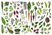 Food Vector Icons Color Sketch. Herbs, Spices, Vegetables, Nuts, Herbs. Carrots, Basil, Peas