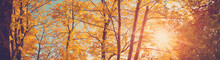 Panoramic View Of The Trees In Autumnal Park In Sunset.