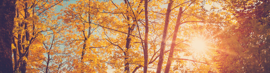 Canvas Print - Panoramic view of the trees in autumnal park in sunset.