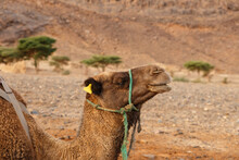 Dromedary Camel In The Sahara Desert. Close Up View Of The Head