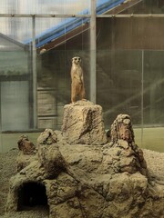 Meerkats in an indoor zoo.