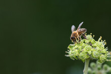 A Small Honey Bee Sits On The Flower Of A Wild Ivy Plant In September. The Bee Sits At The Bottom Right. There Is A Lot Of Space For Text.