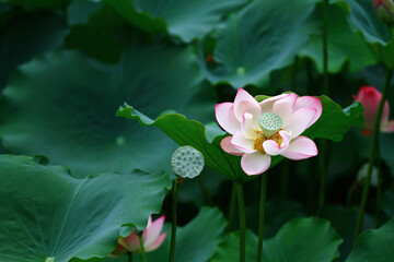 Wall Mural - a Lotus flower and Lotus flower plants