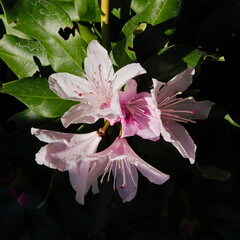 Wall Mural - Rhododendron flowers in the summer in the garden