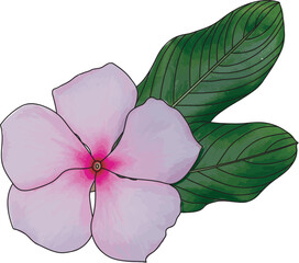 Wall Mural - Abstract line of Cape Periwinkle, Bringht Eye, Indian Periwinkle, Madagascar Periwinkle flower with leaf.