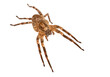 Nosferatu-Spinne auf weißem Hintergrund, Makro