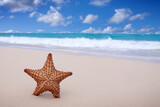 Fototapeta Kuchnia - Starfish on the white sandy beach in Dominican Republic.