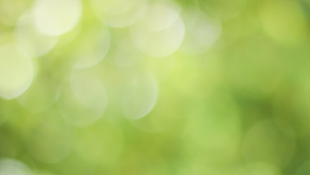 Wall Mural - Sunny abstract green nature background, Blur park with bokeh light , nature, garden, spring and summer season