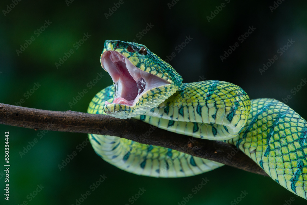 Foto Bornean keeled green pit viper snake Tropidolaemus