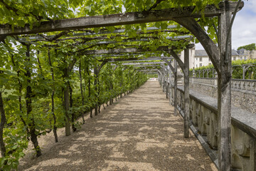 Poster - Vigne suspendue dans le parc du château de Villandry	
