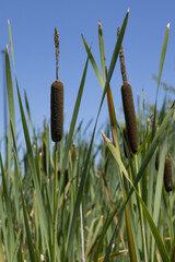 Canvas Print - Typha latifolia	