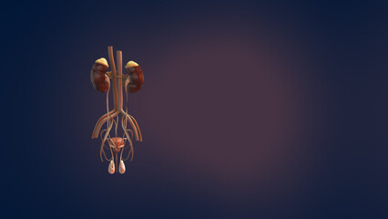 Male urinary and reproductive system 3D illustration