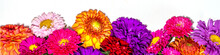 Autumn Flowers Flatlay Background. Bouquet Of Colorful Chrysanthemum, Peonies (orange, Purple, Yellow, Red) Flowers On White Background, Frame Border For Greeting Card Top View Copy Space For Text