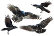 Birds flying ravens isolated on white background Corvus corax. Halloween - mix four flying birds