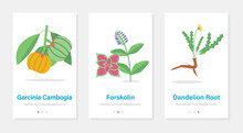 Vector Design Of Onboarding Screens With Nutrition Food Supplements. Modern And Simplified Templates With Plants And Herbs