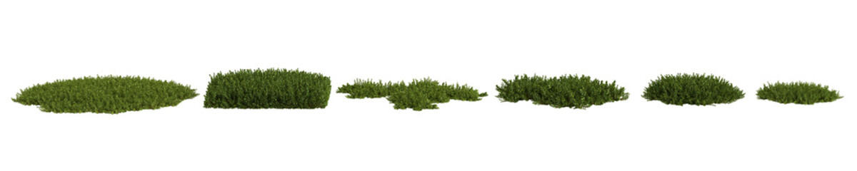 3d illustration of set Bryophyte tree isolated on white and its mask