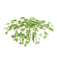 3d Illustration Of Dichondra Repens Tree Isolated On White And Its Mask