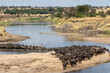 A herd of gnus crossing the Mara River in Tanzania