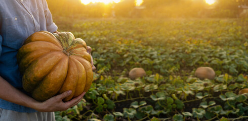 Aufkleber - Farmer with pumpkin on a field