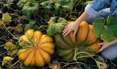 Aufkleber - Farmer with pumpkin on a field