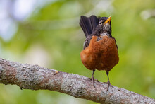 Robin Singing And Shaking The Tail While Perching On A Branch