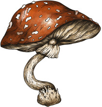 Vintage Amanita Mushroom, Witchcraft Magic Illustration