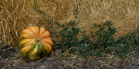 Aufkleber - Pumpkin on the ground near the haystack