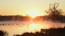 Canadian Geese And Ducks Float In A Scenic Pond During Late Fall With A Orange Foggy And Misty Autumn Sunrise Refelcting On A Peaceful Country Farm Pond