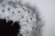 dandelion close up - black and white