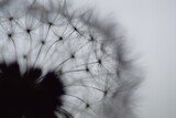 Fototapeta Dmuchawce - dandelion close up - black and white