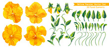 Set Of Vector Realistic Hand-drawn Detailed Flowers Of Pansies, Yellow Violas. Floral Elements, Customize Your Flower From Ready-made Botanical Elements, Buds, Leaves Stems And Inflorescences.
