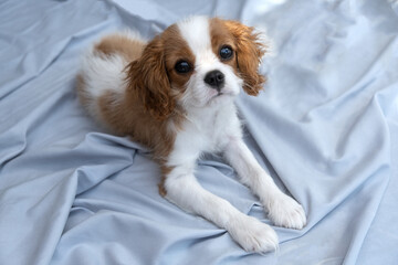  cute puppy cavalier king charles spaniel on green bad. Banner