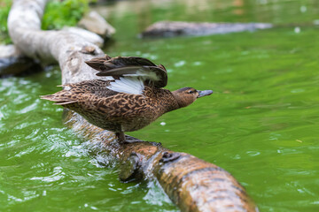 Wall Mural - The duck stands on a wooden log that leads just above the water