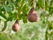 A rotten pear is plucked from a branch. Loss of pear crop due to bad weather.