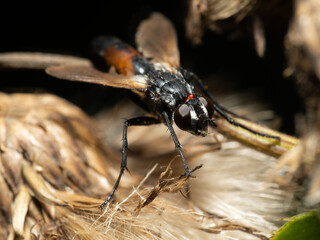 fly sitting on a plant.